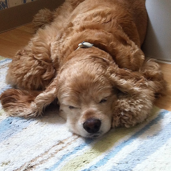 Meet your Posher, Eve - Picture 4 of 14